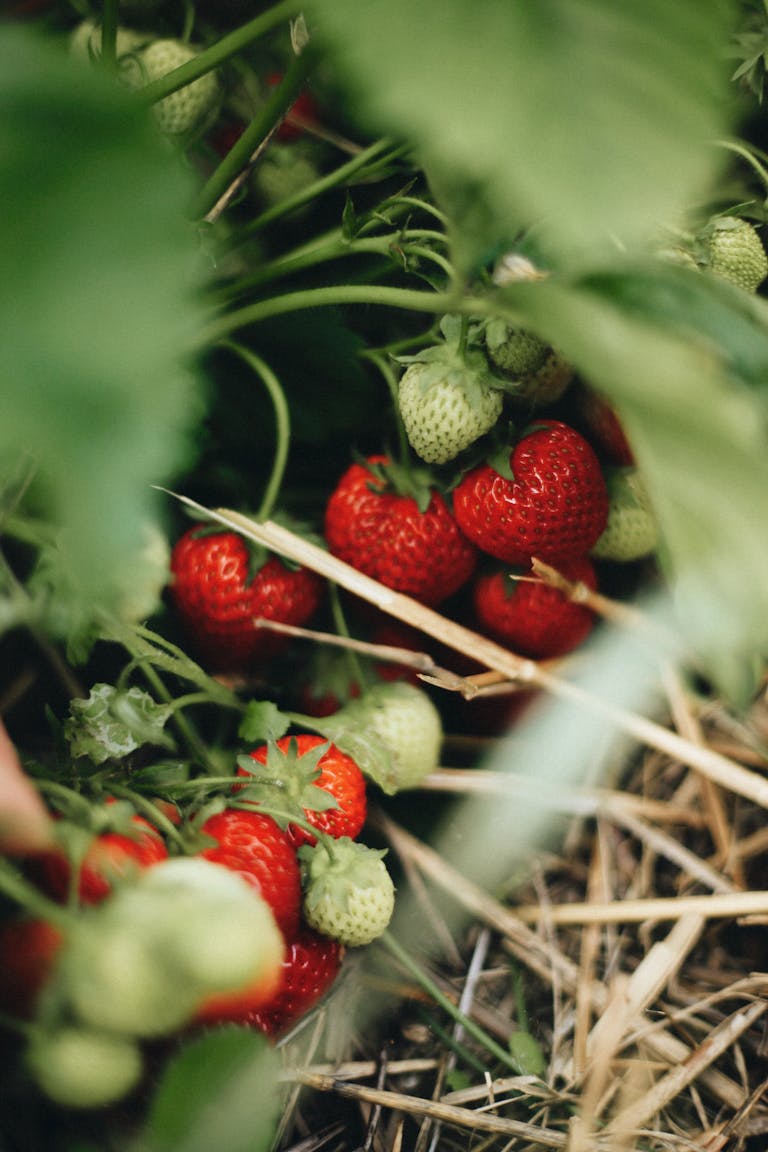 Vibrant ripe strawberries nestled among green leaves in a summer garden.